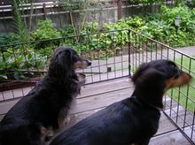 olympus=aoi 044a.jpg