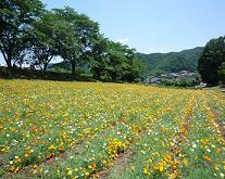 花菱草畑