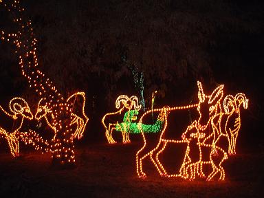 Zoo Light 3