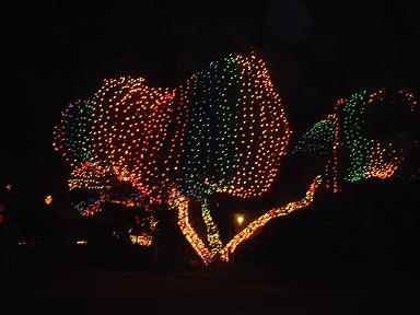 Zoo Light 4