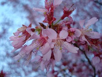 sakura