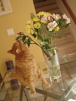 Momo and Flowers