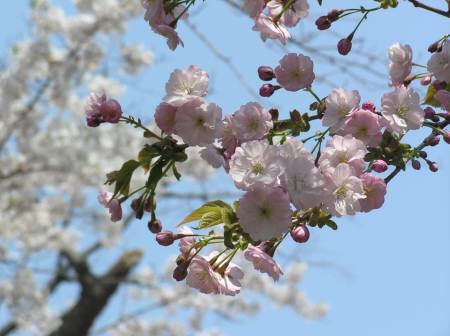 小樽公園４