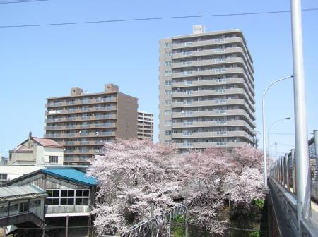 南樽駅桜１