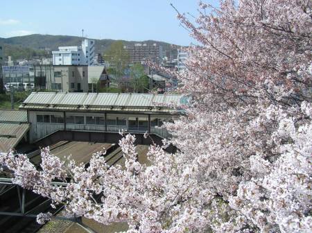 南樽駅桜２