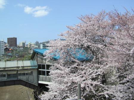 南樽駅桜３