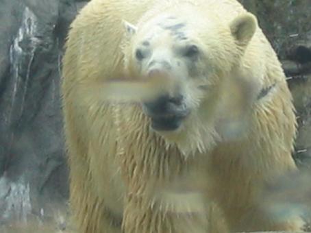 旭山動物園（シロクマ