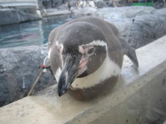 旭山動物園（ペンギン