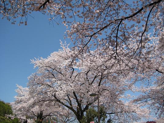 sakura