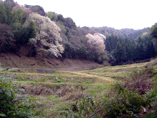 里山桜.JPG