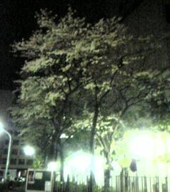 夜桜