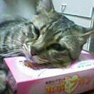 042331032006.jpg