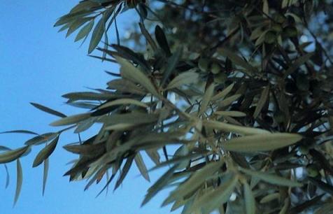geronimos 02olive agosto.jpg