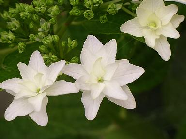 紫陽花　墨田の花火.JPG