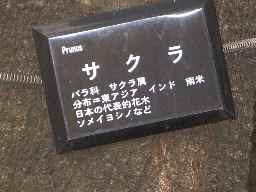 桜　　標識