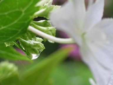 墨田の花火☆.JPG