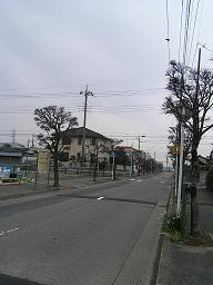 街路樹のきつつき４.JPG