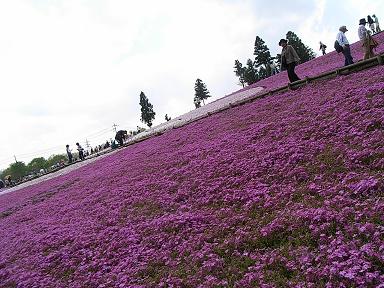 芝桜の丘4.JPG