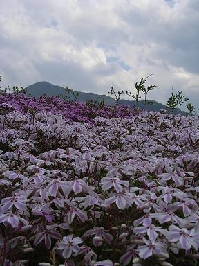 芝桜の丘5.JPG