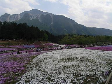 芝桜の丘7.JPG