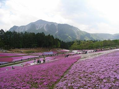 芝桜の丘8.JPG