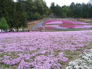 芝桜の丘10.JPG