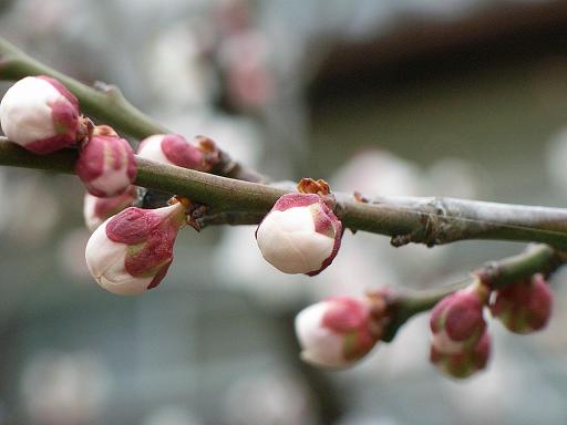 梅の蕾（カラー）.JPG