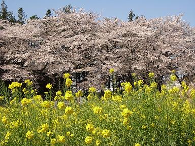 鋼管　桜と菜の花.JPG