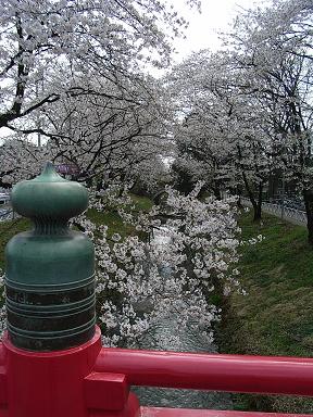 瀧の宮　桜並木 3.JPG