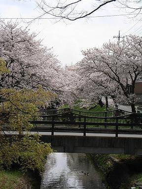 瀧の宮　桜並木 鴨さん.JPG