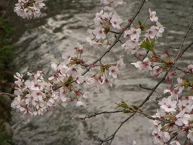 瀧の宮　桜並木２.JPG