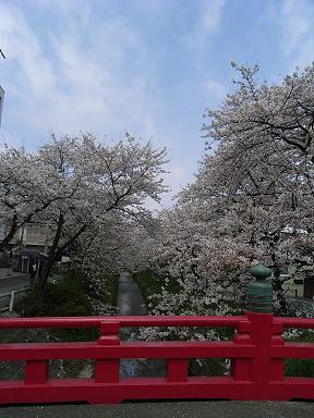 瀧の宮　桜並木.JPG