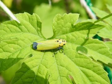 バナナ虫 Rミルフィーユの幸せいろいろ 楽天ブログ