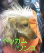 ベッカムワンコ