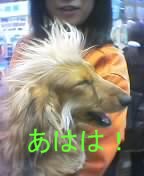 ベッカムワンコ