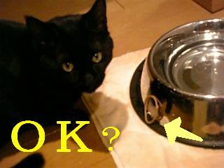 わかったかにゃ～