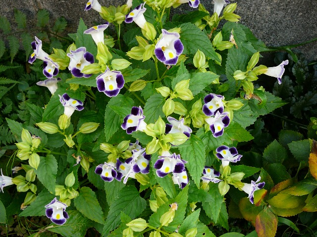 torenia