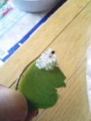 コリドラス卵