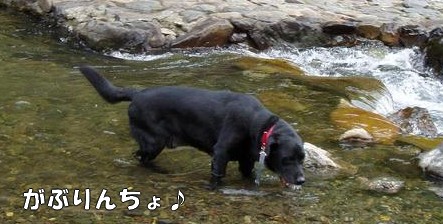 がぶりん.jpg