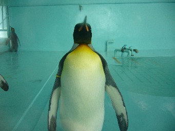 ペンギン.jpg