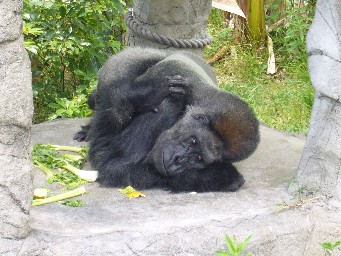 ゴリラ.jpg