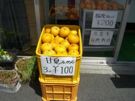 夏みかん
