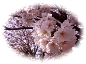 島原の桜