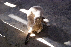 民家の猫