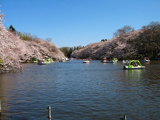 井の頭公園の桜.jpg