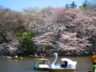 スワンと桜.jpg