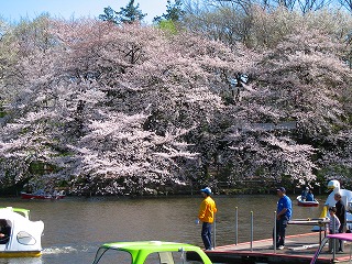 ボート乗り場と桜.jpg