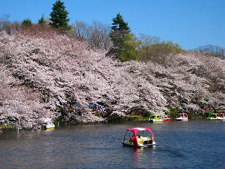 桜はやっぱ～いいわ～.jpg