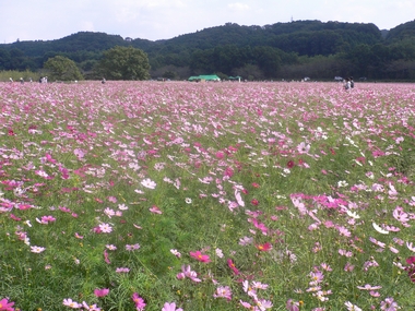 １０１０　彼岸花　コスモス畑.jpg