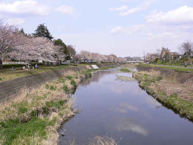 地元の桜　２.jpg